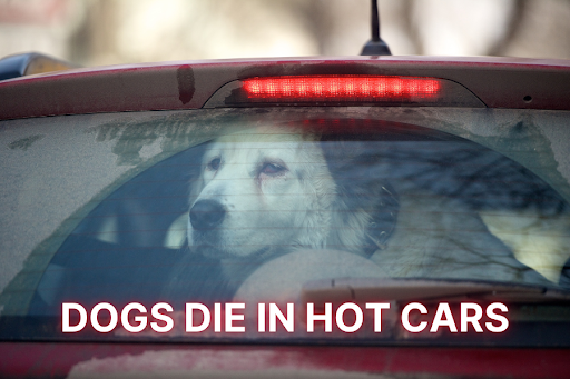 White dog sitting in the back of a car. Text: "Dogs die in hot cars."