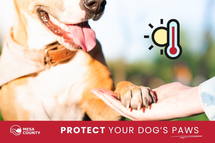 A dog with it's paw in a human's hand with white text below reading, PROTECT YOUR DOG'S PAWS, with a sun next to a thermometer element. 