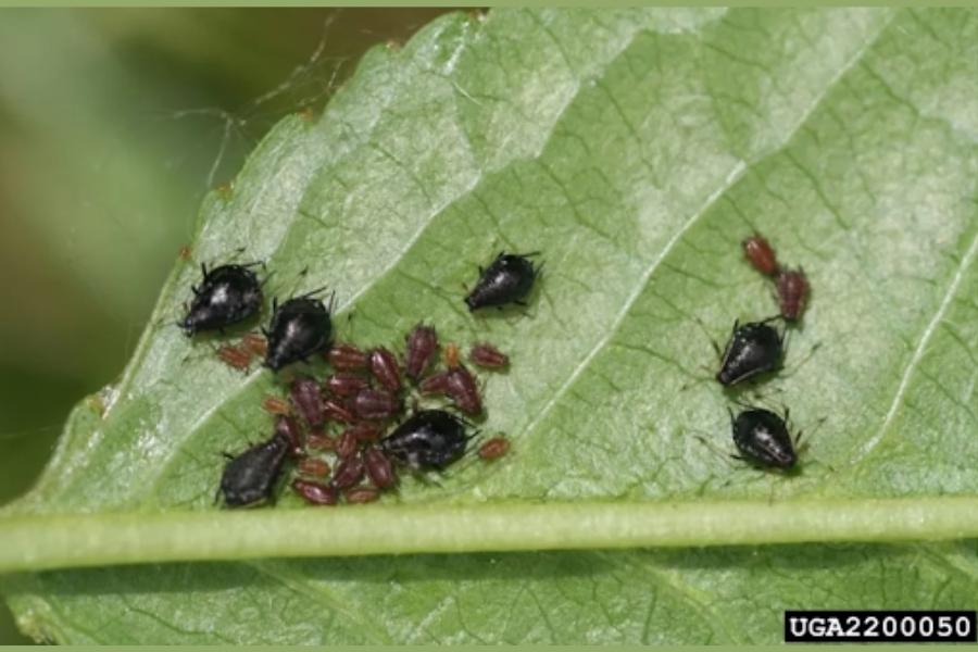 Black cherry aphids on a sour cherry leaf.