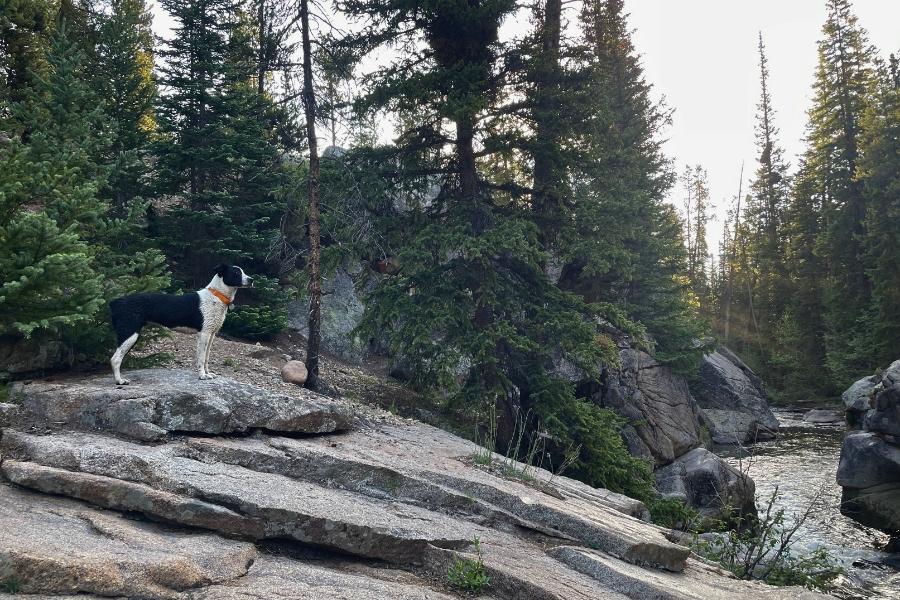 A dog on a hiking trail.