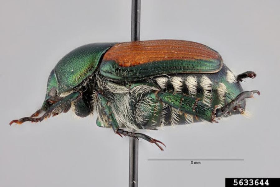 Japanese beetle.