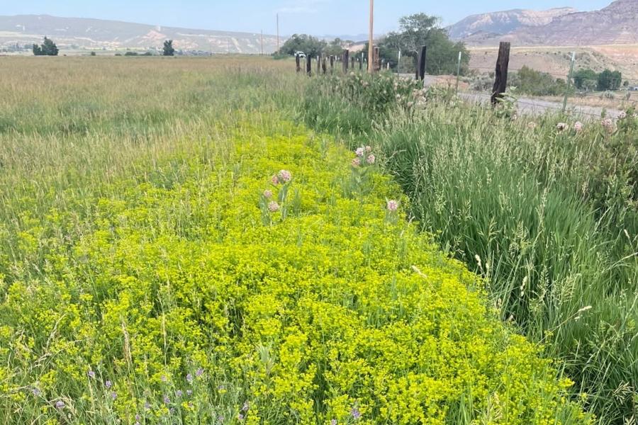 A field full of yellow leafy spurge. 