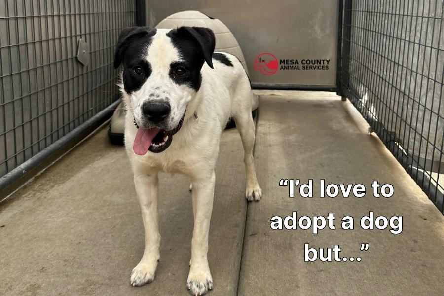 A black and white dog with its tongue out and white text reading I'd love to adopt a dog but...