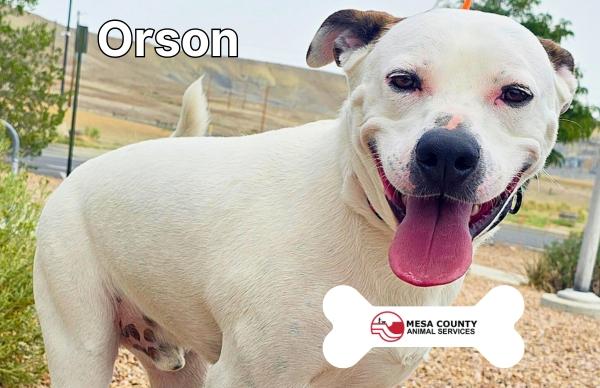 A white dog smiling with white text reading, Orson, and the Mesa County Animal Services logo placed over a white dog bone. 