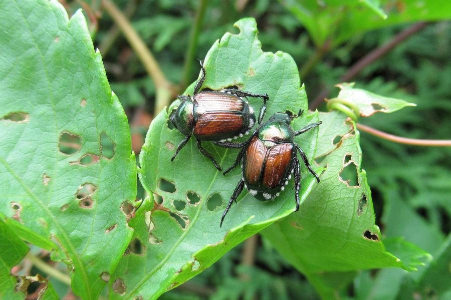 Two Japanese beetles on a damaged leaf. 