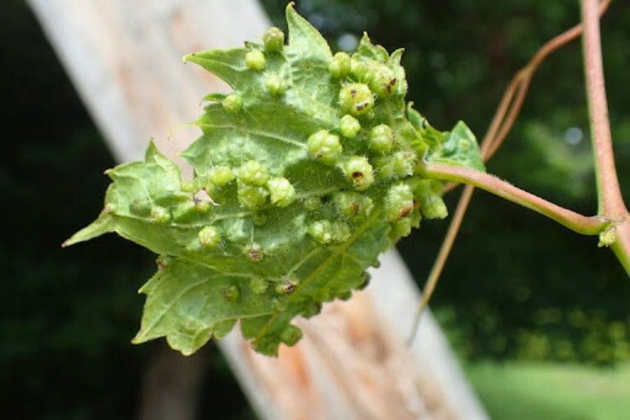 Phylloxera pest on green leaves. 