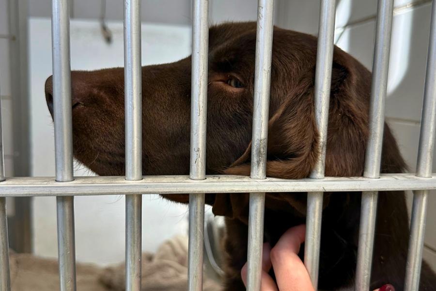 A brown dog in a crate at a shelter. 