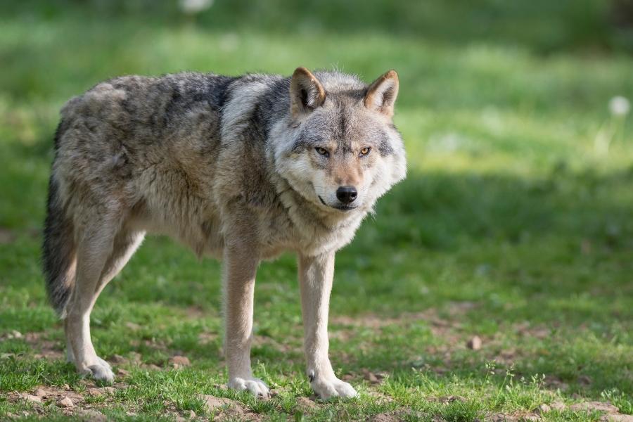 A grey wolf. 