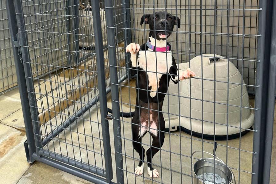A black and white dog standing on its back legs in a crate. 