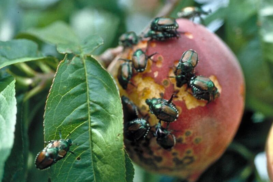 Adult Japanese beetles feeding on peach. Ric Bessin, University of Kentucky https://fruitscout.mgcafe.uky.edu/japanese-beetle-peach