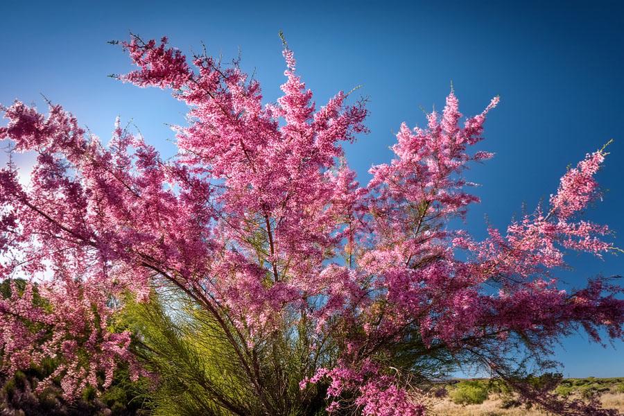 Pink tamarisk tree in bloom with feathery branches against a clear blue sky along a riverbank landscape.