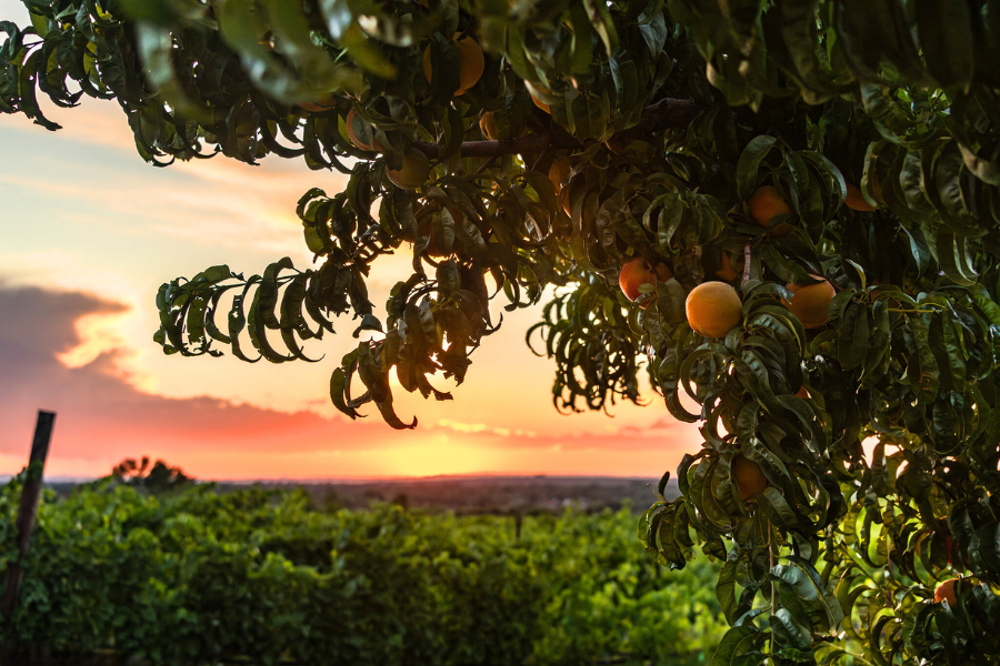 Peaches hanging from a tree in a Palisade-area orchard at sunset, overlooking rows of crops in the Grand Valley.