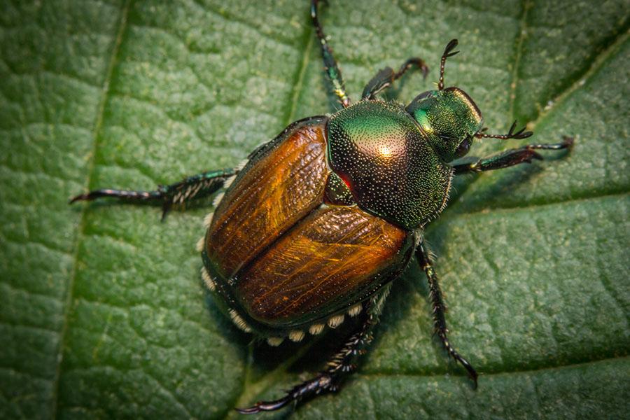 Close-up of an adult Japanese beetle with a metallic green head and copper-brown wings resting on a textured green leaf.