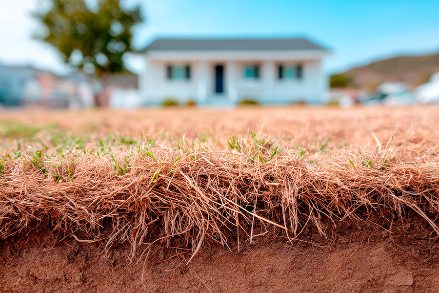 Close-up of dry, brown grass and soil with shallow roots exposed, with a blurred house in the background, illustrating drought conditions.