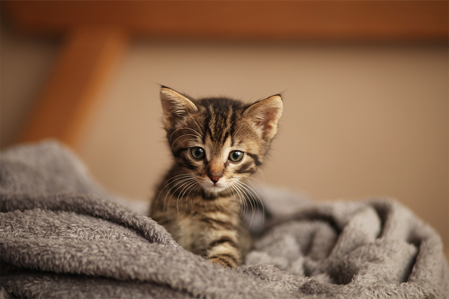 A small tabby kitten with bright eyes sits on a soft gray blanket, looking toward the camera.